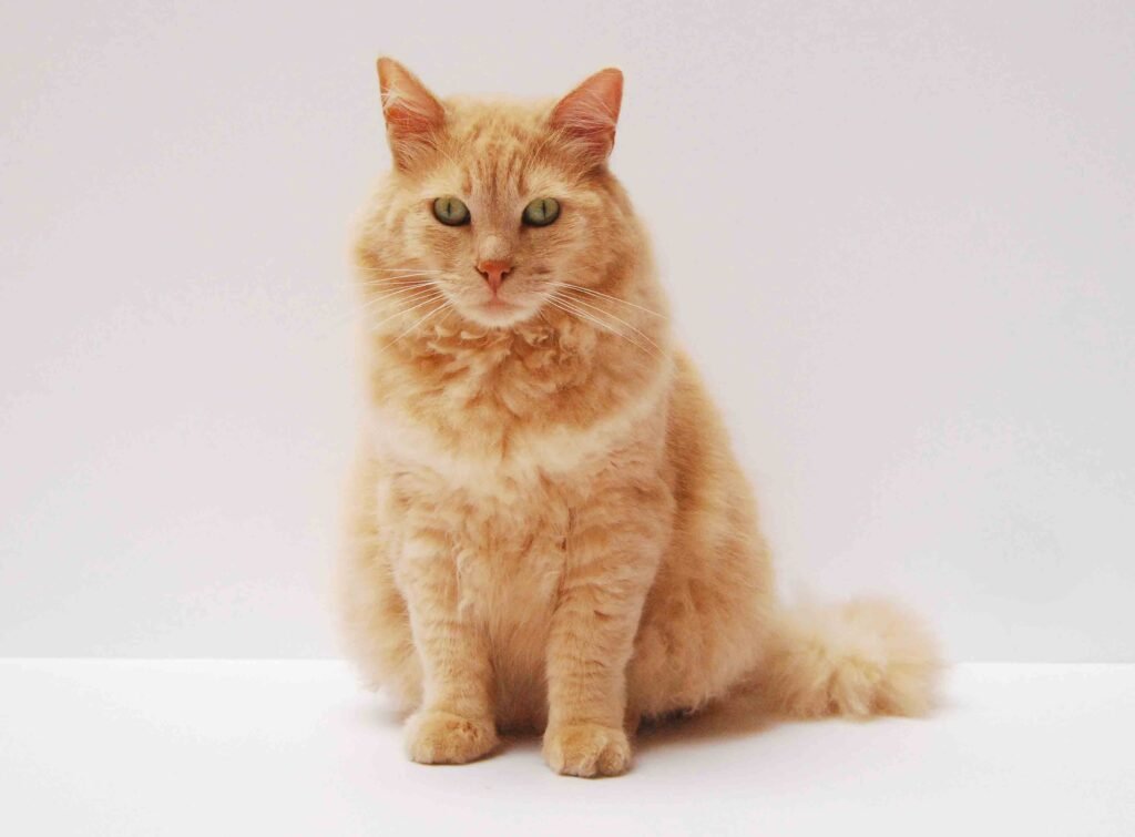 What Your Cat Breed Says About You