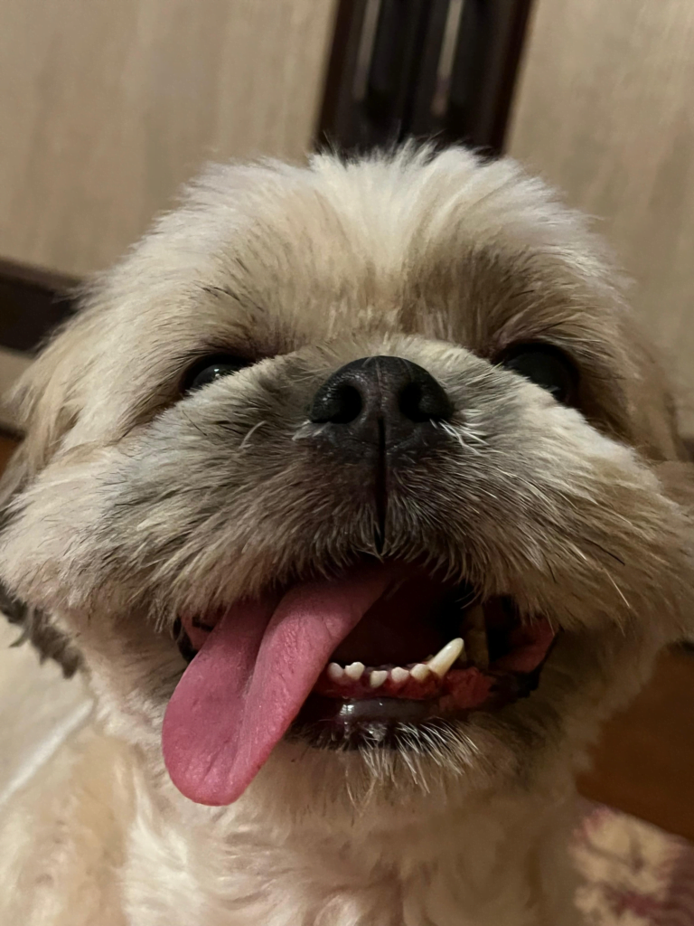 Puppy Perfect