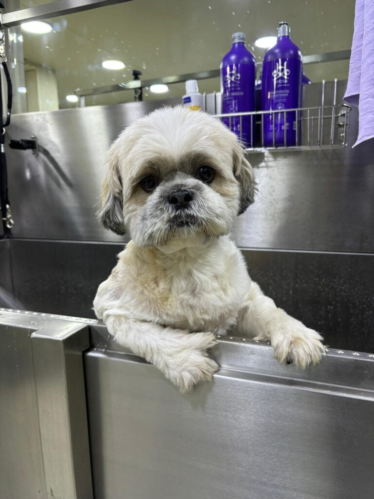 Dog11