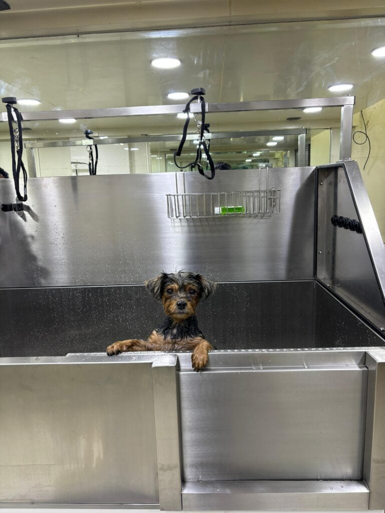 Dog14