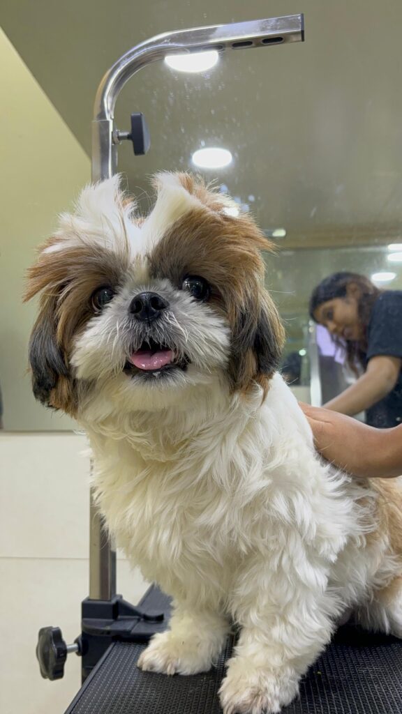Dog5