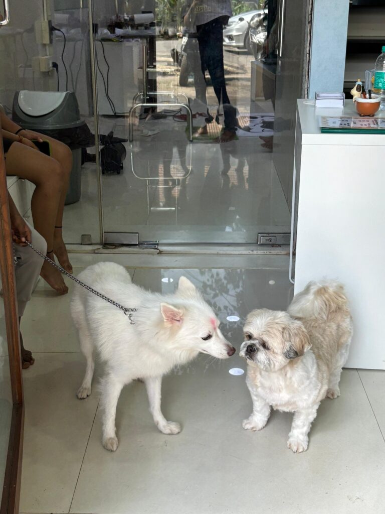 Dog6