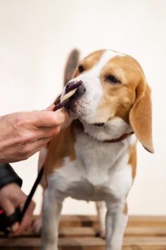 Brushing