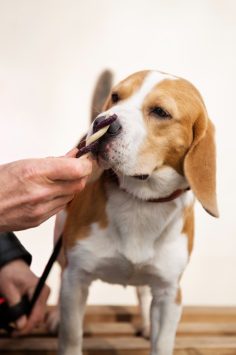 Brushing Brushing